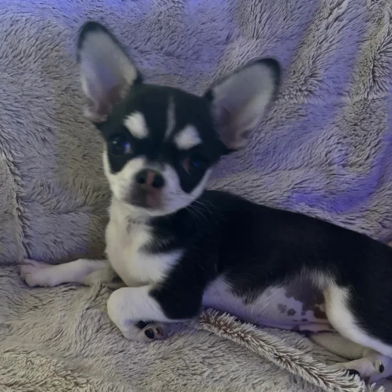 Dollhouse Alaska - Chihuahua FBKC