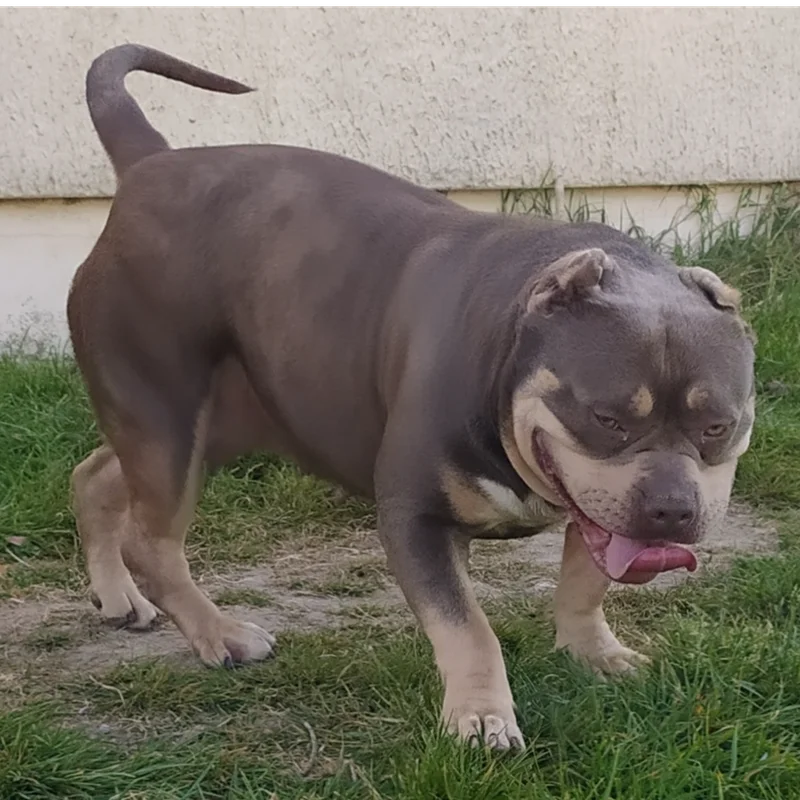 Olly Of Stocky Bull**PET HOME**