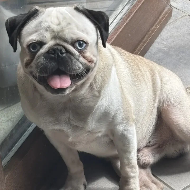 Viper - Pug FBKC
