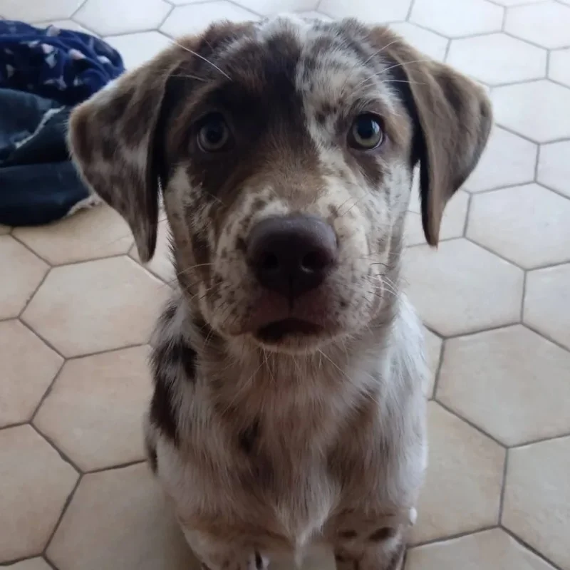 Biscotte De La Cité des Animaux - Aussiedor FBKC