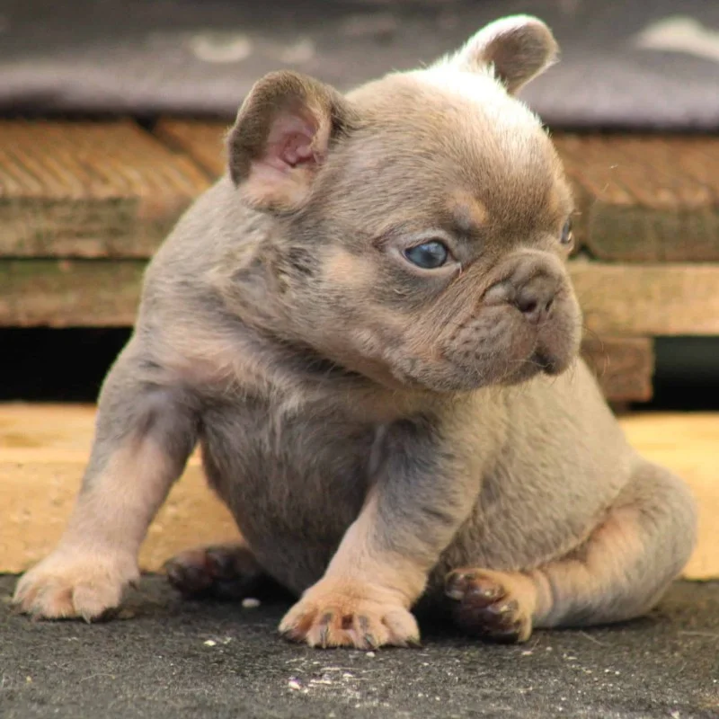 Bugatti By SCBC - French Bulldog FBKC