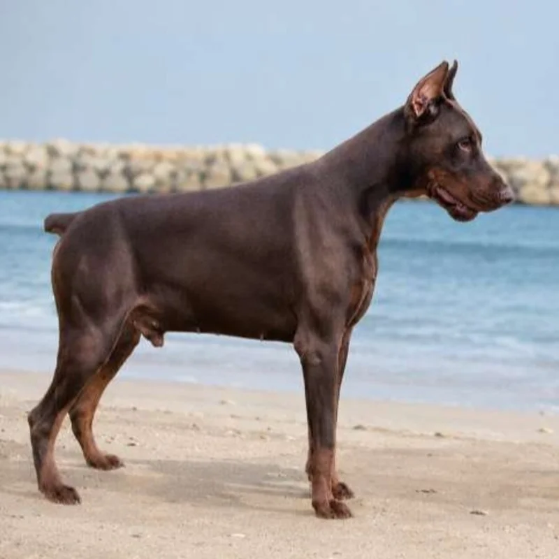 Snyper Nightmare Of Dark Paws - Doberman FBKC