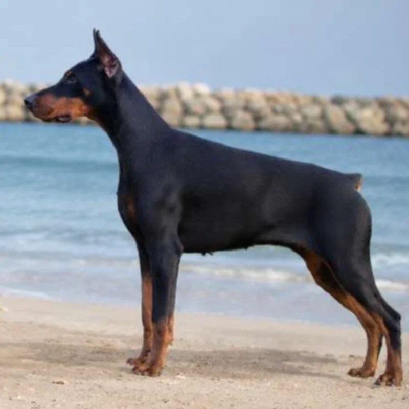 Galija Burlehaus - Doberman FBKC