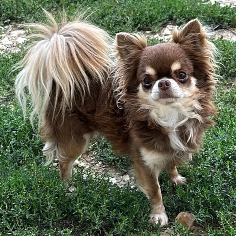 Rocket de la Contree des Elfes (Poils Long) - Chihuahua FBKC