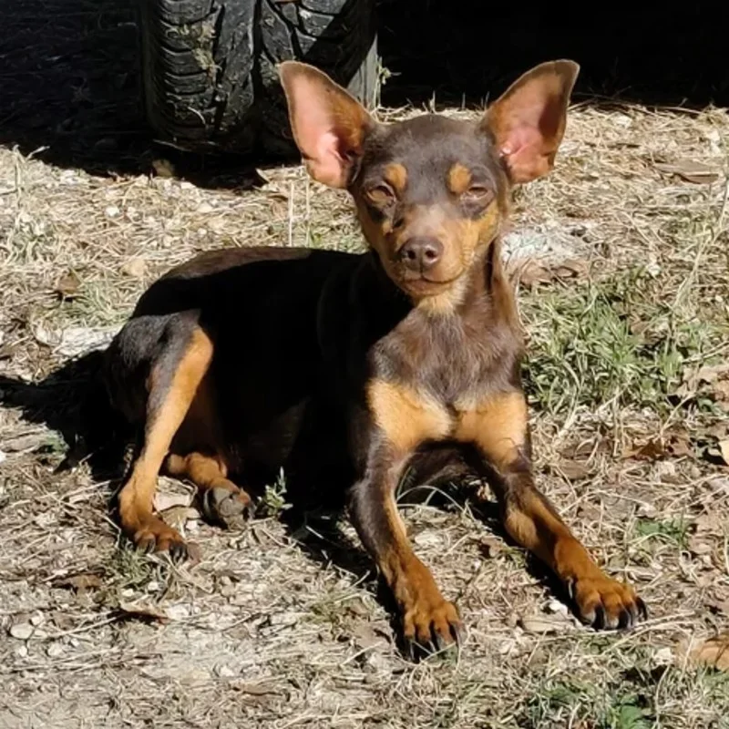 Trophée  - German Pinscher FBKC