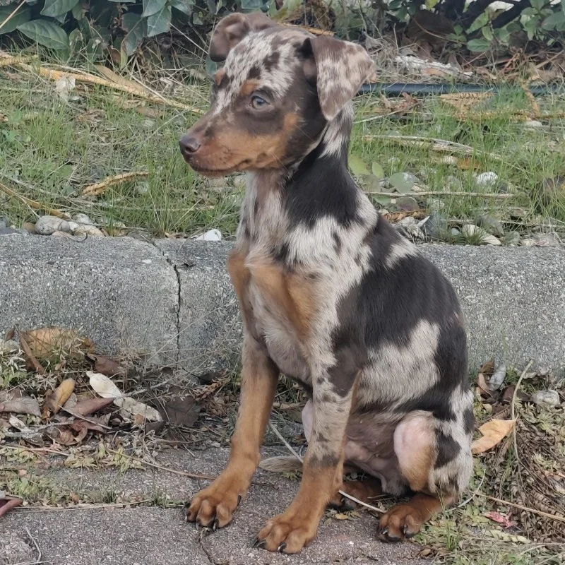 Volvo - German Pinscher FBKC