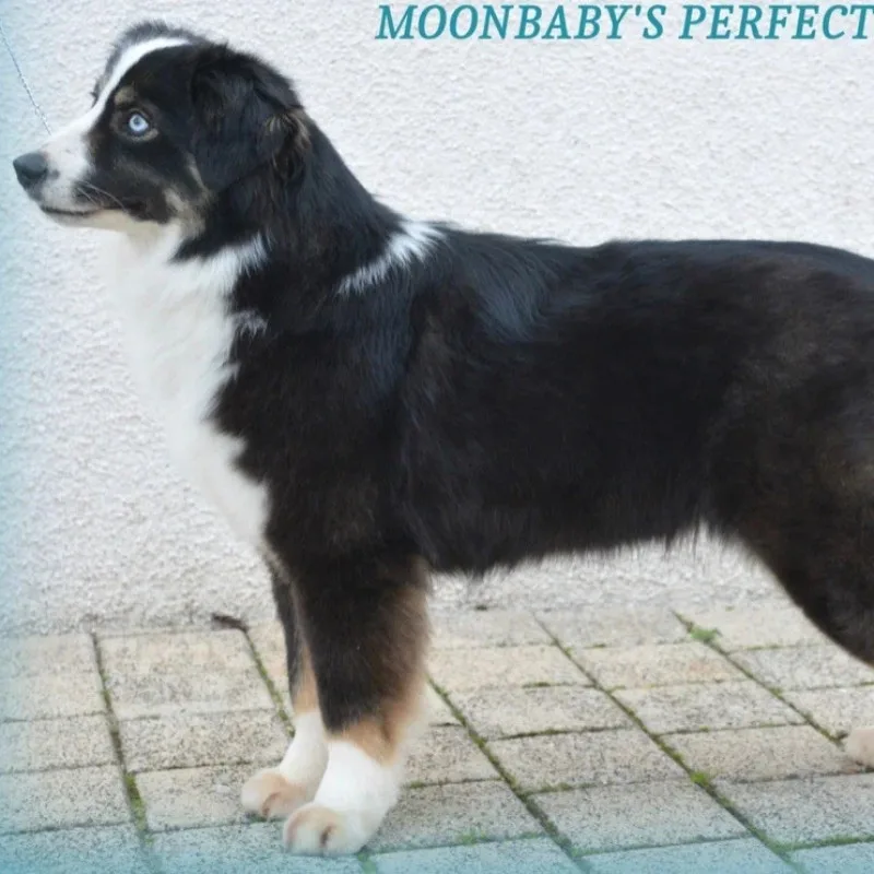 Moonbaby's Perfect Storm
