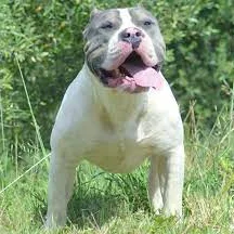 Rside's King Kronos