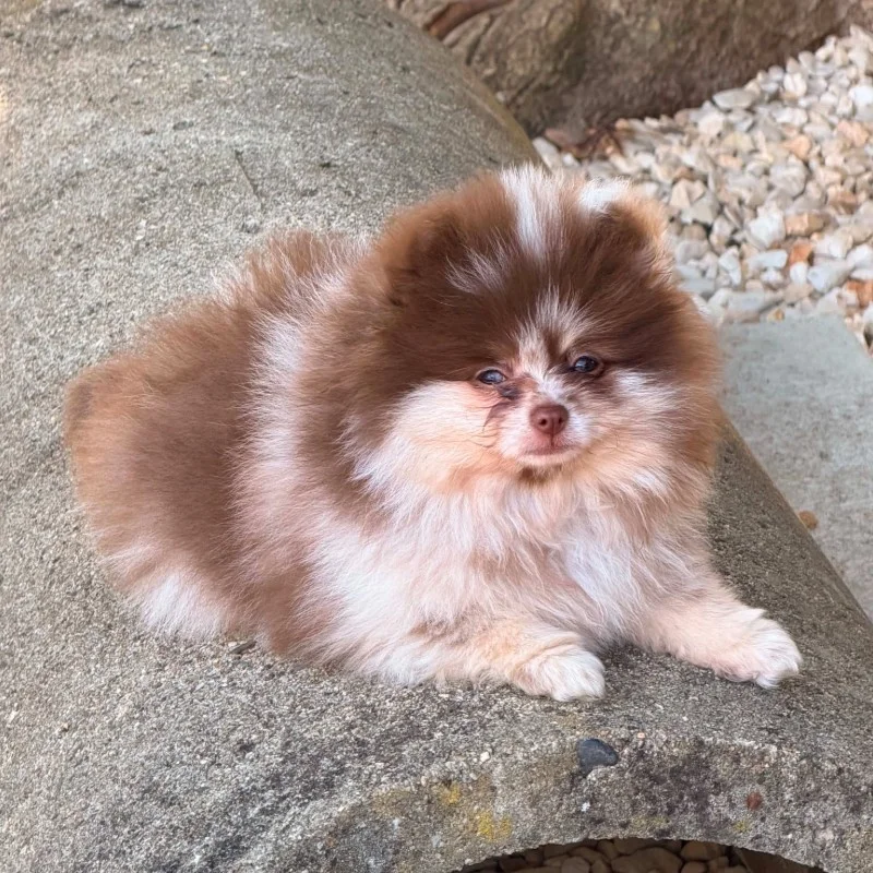 Betty de la meute d’Etan - Spitz FBKC