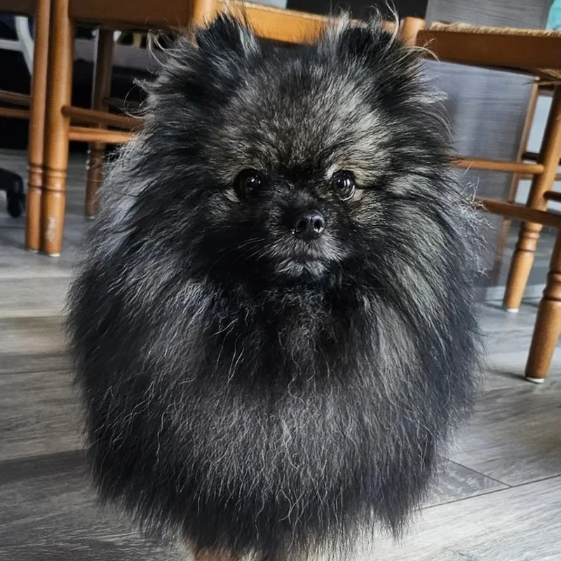Viktor  - Spitz FBKC