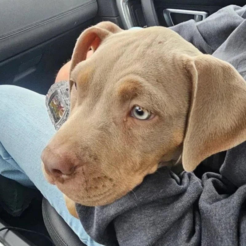 Bonnie of Furioza Bull, American Bully