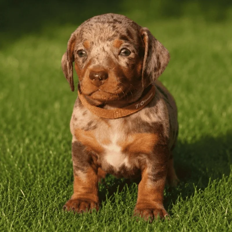 Moise By SCBC - Dachshund FBKC