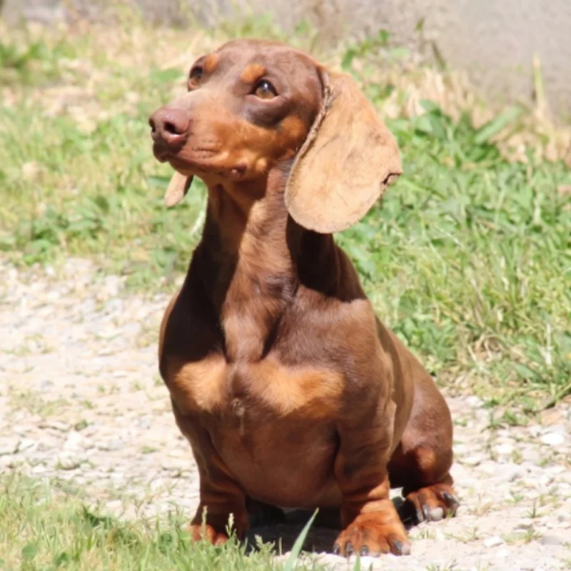 Monnet - Dachshund FBKC