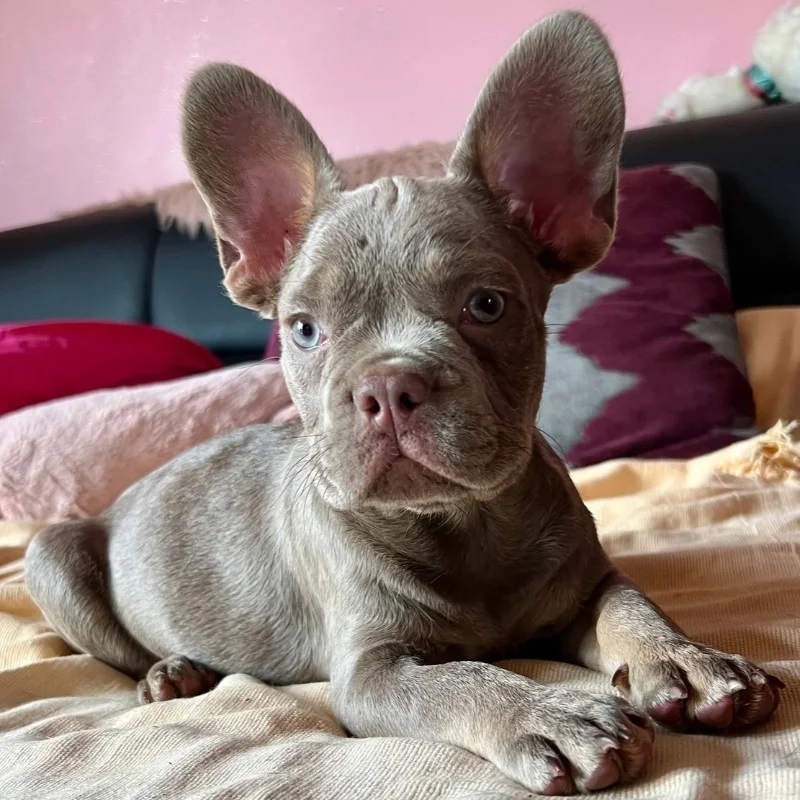 Baïkal Of Blue Diamond - Bouledogue français FBKC