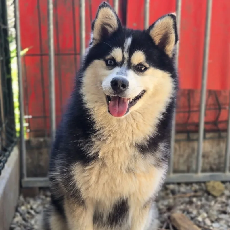 Honiahaka Ayashee (F2) - Pomsky FBKC