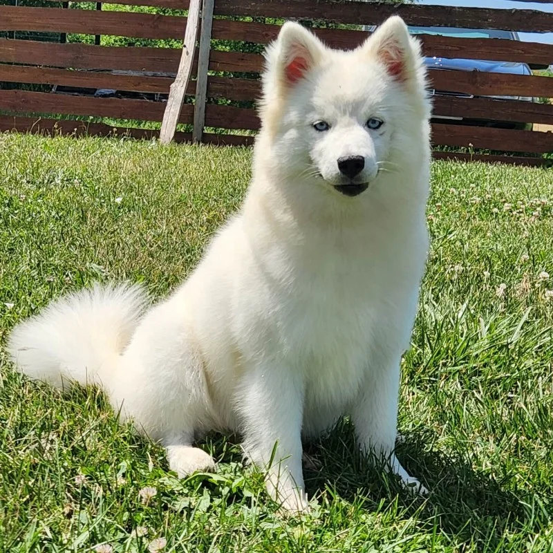 Neige des Terres Girondines (F2) - Pomsky FBKC