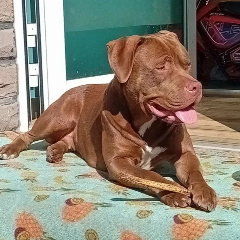 Hera Of Furioza Bull, American Bully