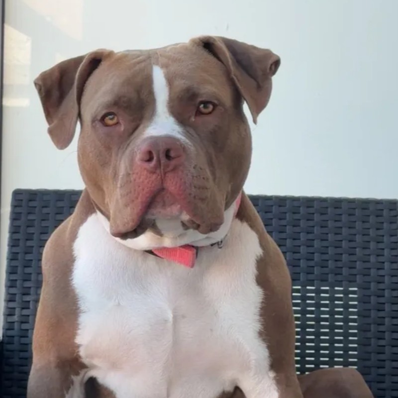 MLB Trixy  - American Bully