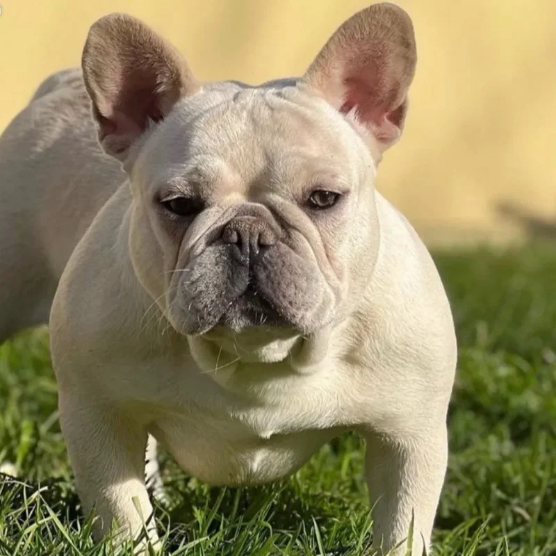Trésor - Bouledogue français FBKC