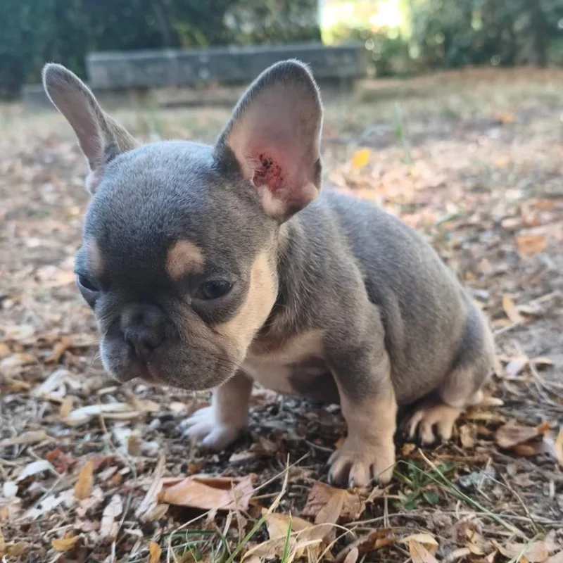 Vicky's House Bénédicte  - Bouledogue français FBKC