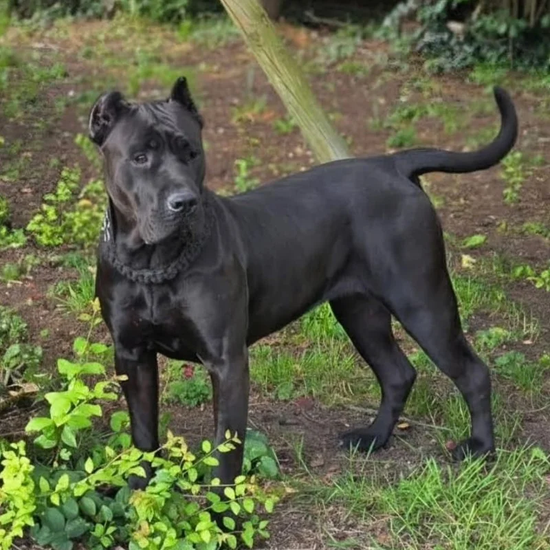 G'Arya Anton Bull - Presa Canario FBKC