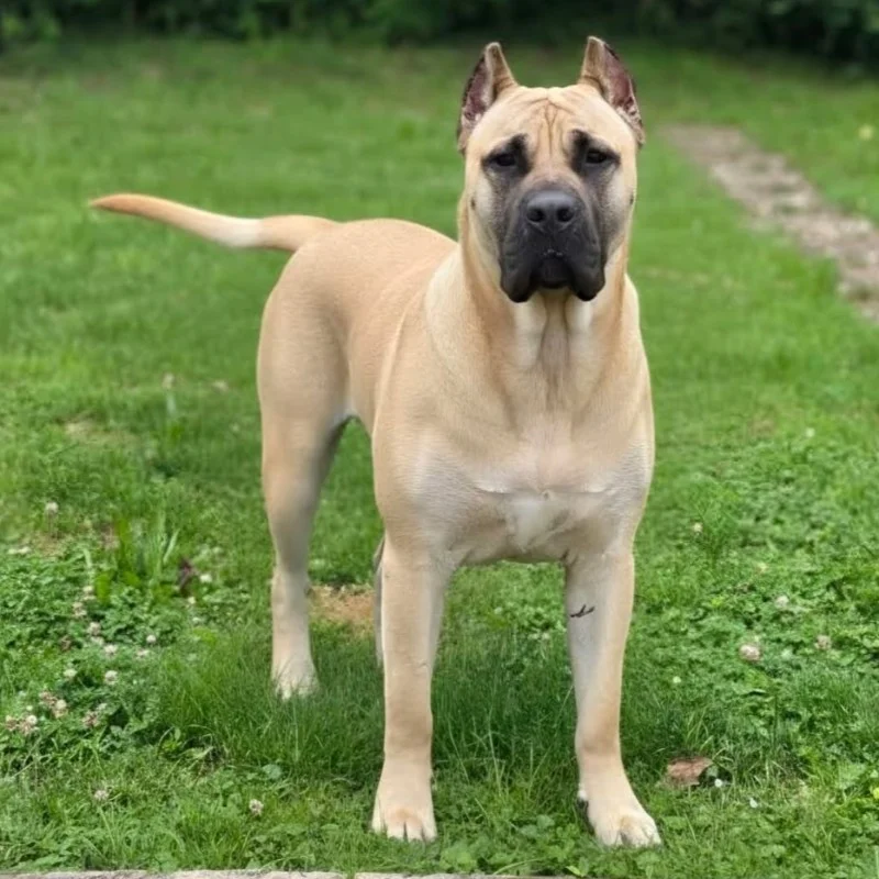 Barsa Castro Borisev-A - Presa Canario FBKC