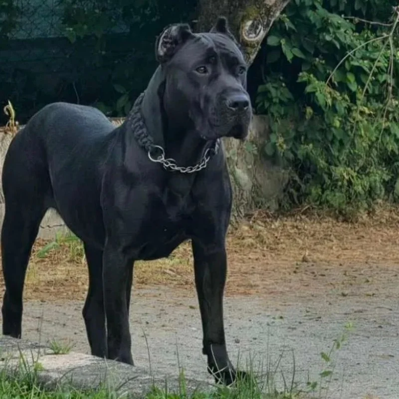 Boris Anton Bull - Presa Canario FBKC