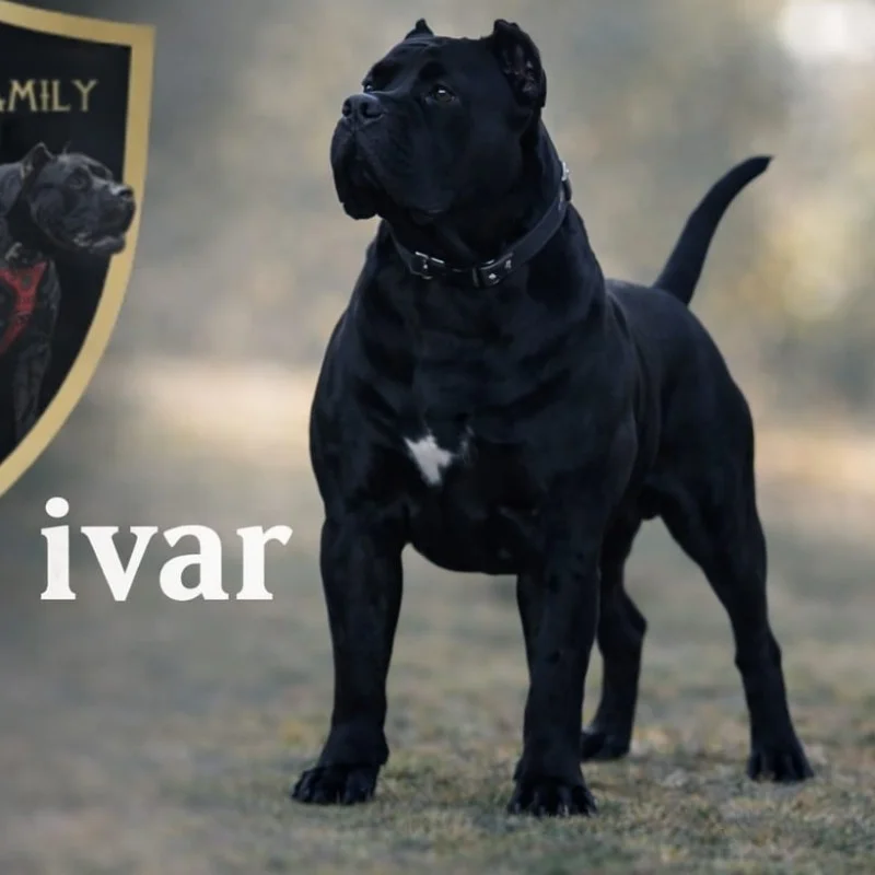 Crom Savage Dogs - Ivar - Presa Canario FBKC
