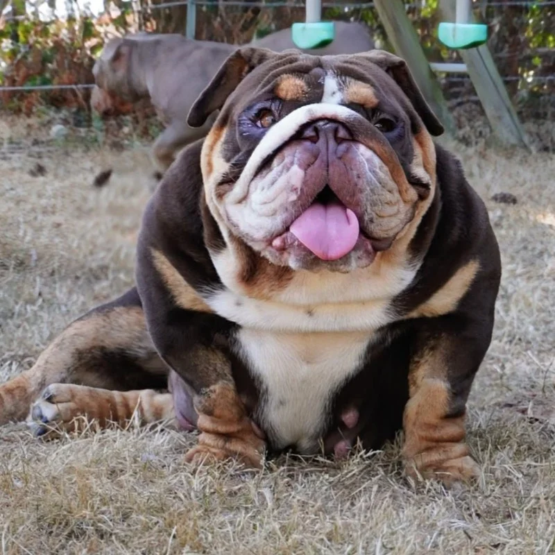 Bulldog Family Yumi - Bouledogue anglais FBKC