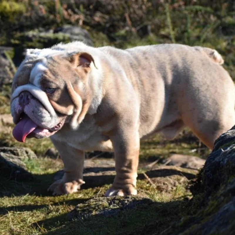 Mr Go Fast - Bouledogue anglais FBKC