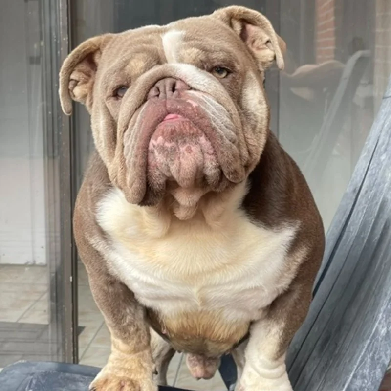 Epicbullyz All The Go - Bouledogue anglais FBKC