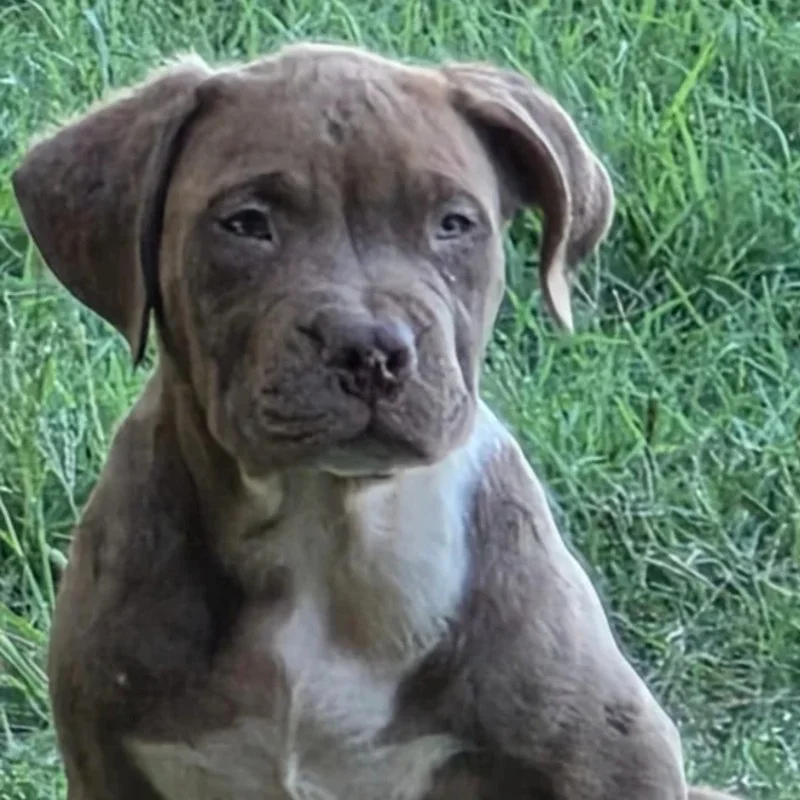 Aston - American Bully