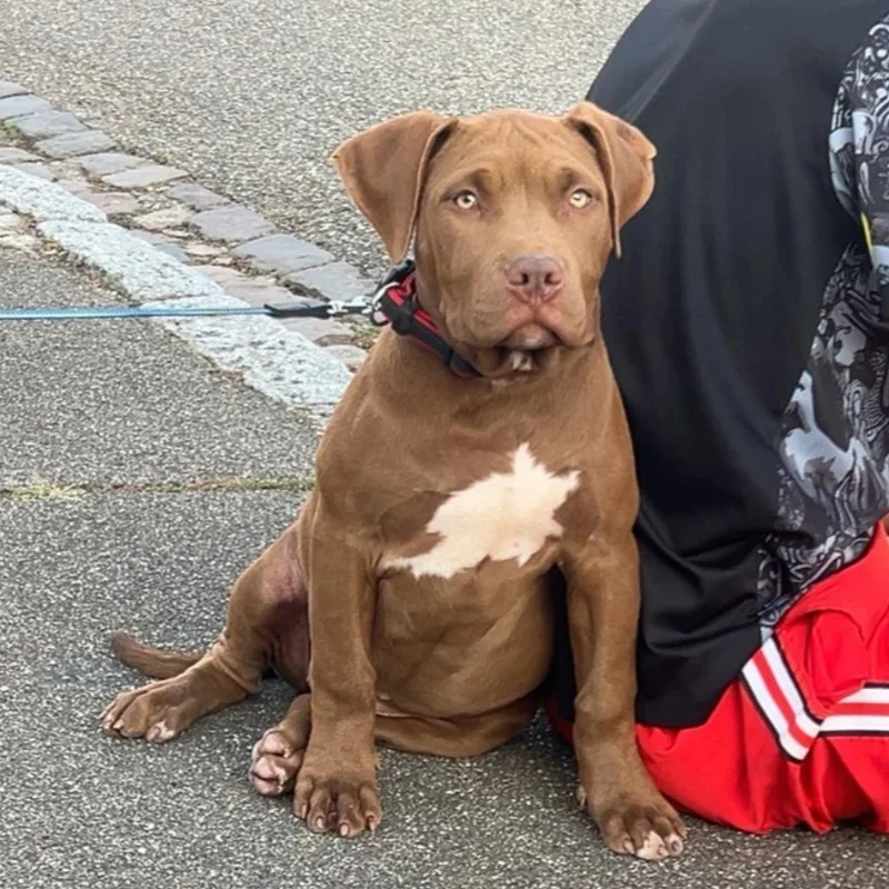Bloom Of Furioza Bull - American Bully