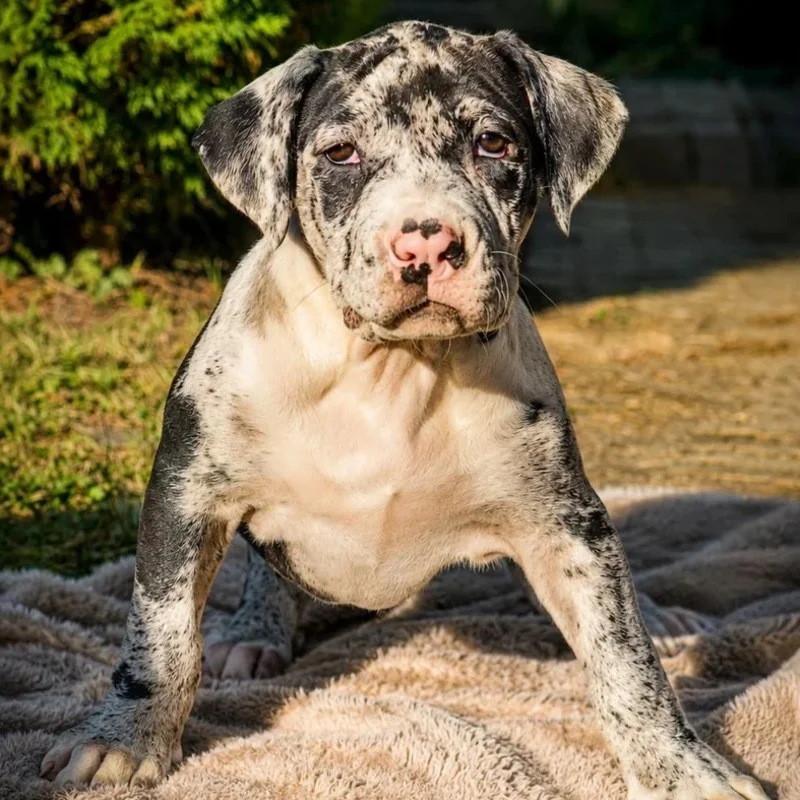 Légion Bully 54 Harper  - American Bully