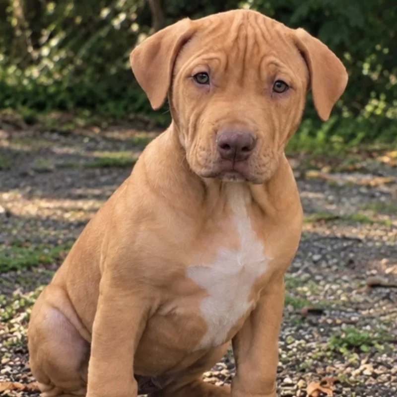 Légion Bully 54 Aya - American Bully