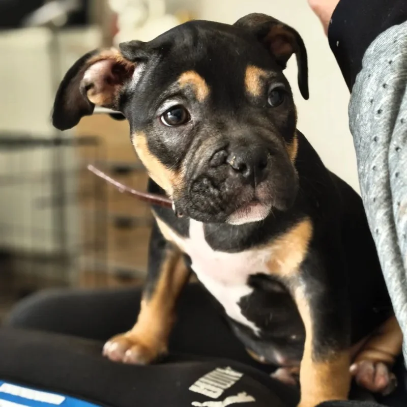 Phoenix Bully's Kennel Bagherra  - American Bully