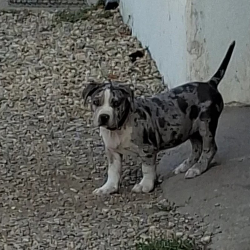 Élevage des Terres de Baïla Valka - American Bully