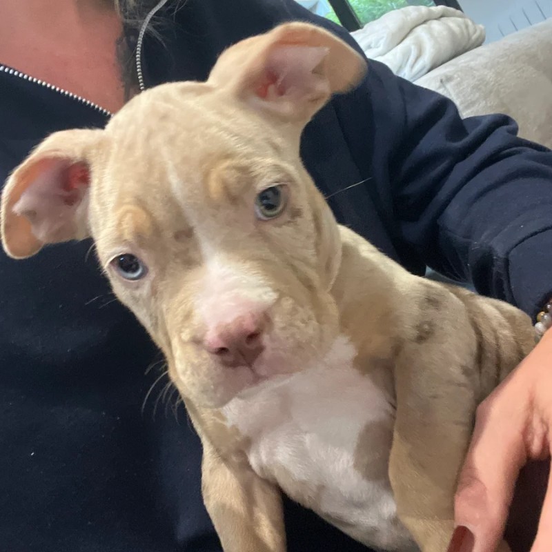 NBK Blunt - American Bully