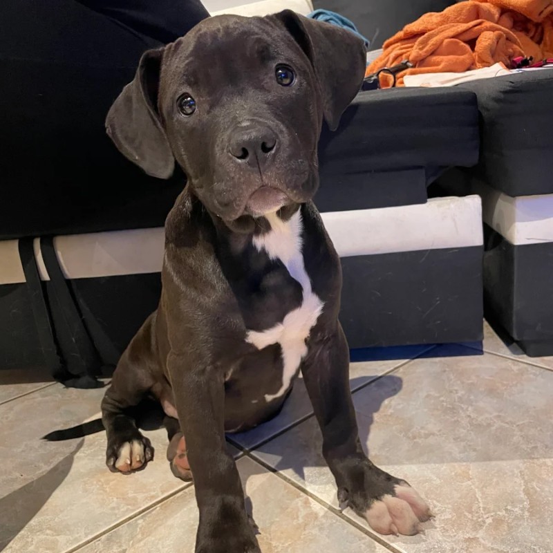 Légion Bully 54 Karat - American Bully