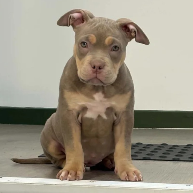 Bulma du Domaine De Demeter - American Bully