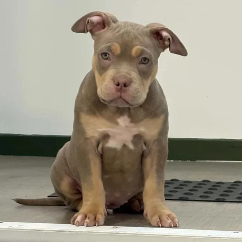 Bulma du Domaine De Demeter - American Bully