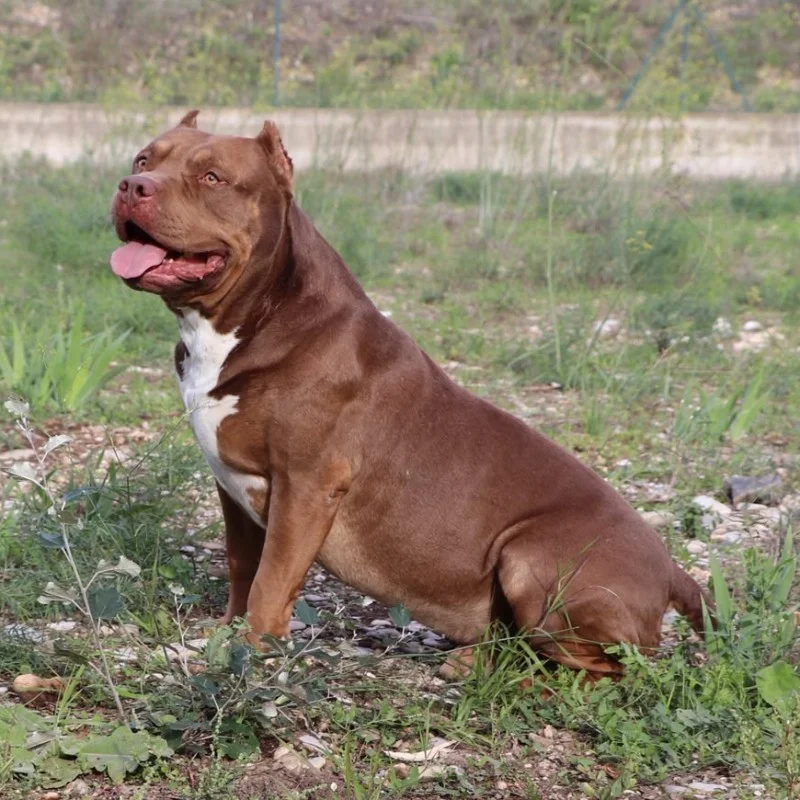 Bully Of Throne's Austin - American Bully