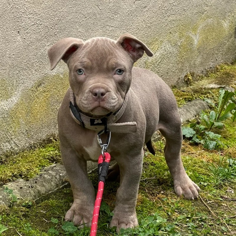 Zayko du Domaine des Loulou de la Lune d’Or - American Bully