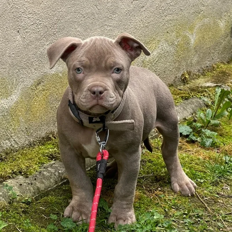 Zayko du Domaine des Loulou de la Lune d’Or - American Bully
