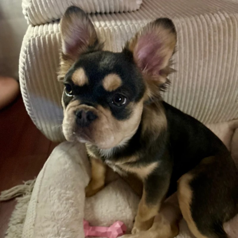 Exotic Frenchie Bouli Vanille - Bouledogue français