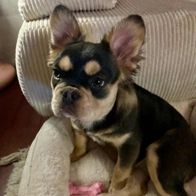 Exotic Frenchie Bouli Vanille - Bouledogue français