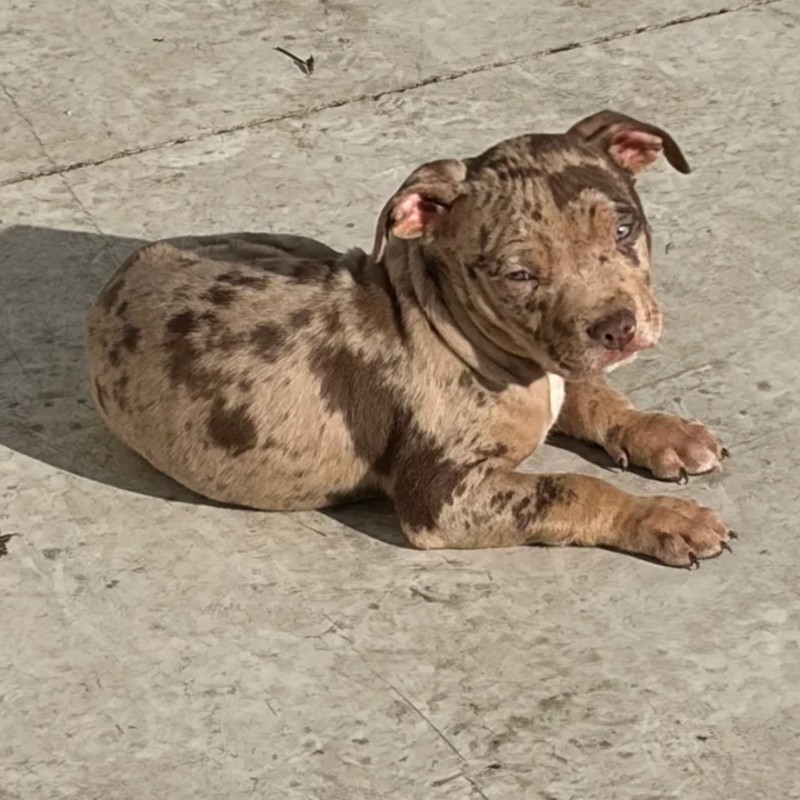 NBK Bastos  - American Bully