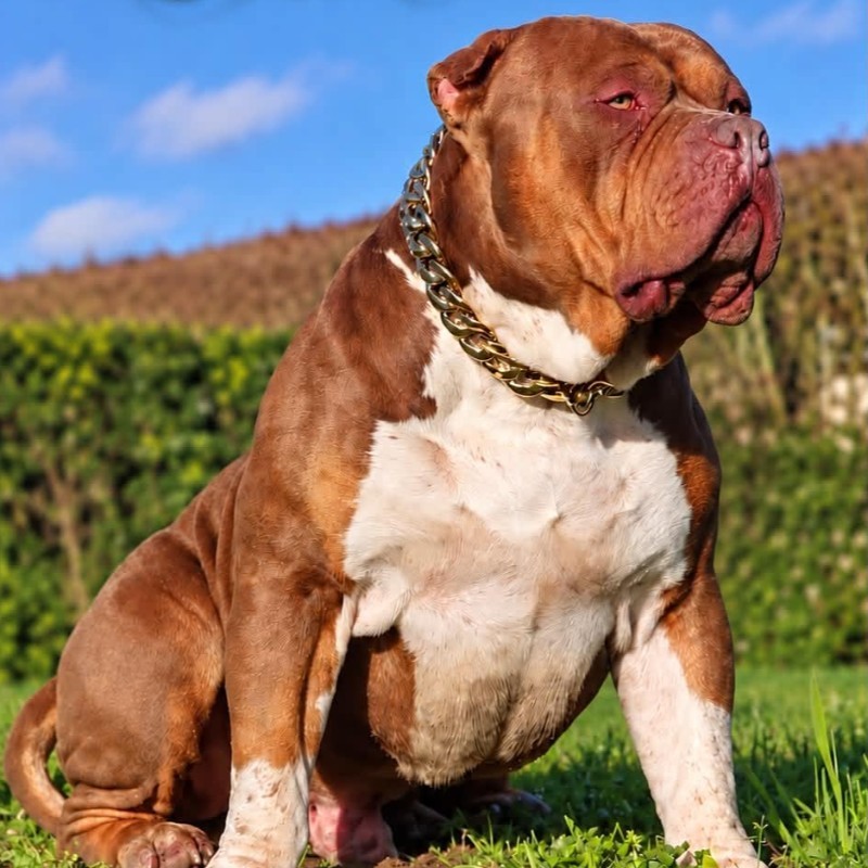 World Of Bully The Colonel - American Bully