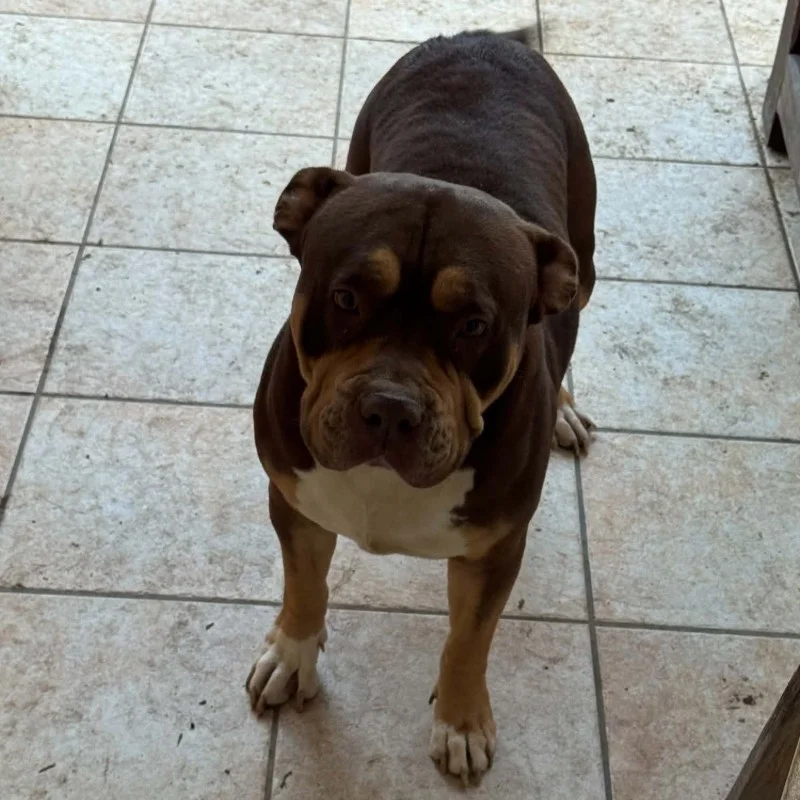Knbullz Arizona - American Bully