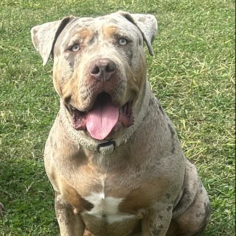 Chelsea - American Bully